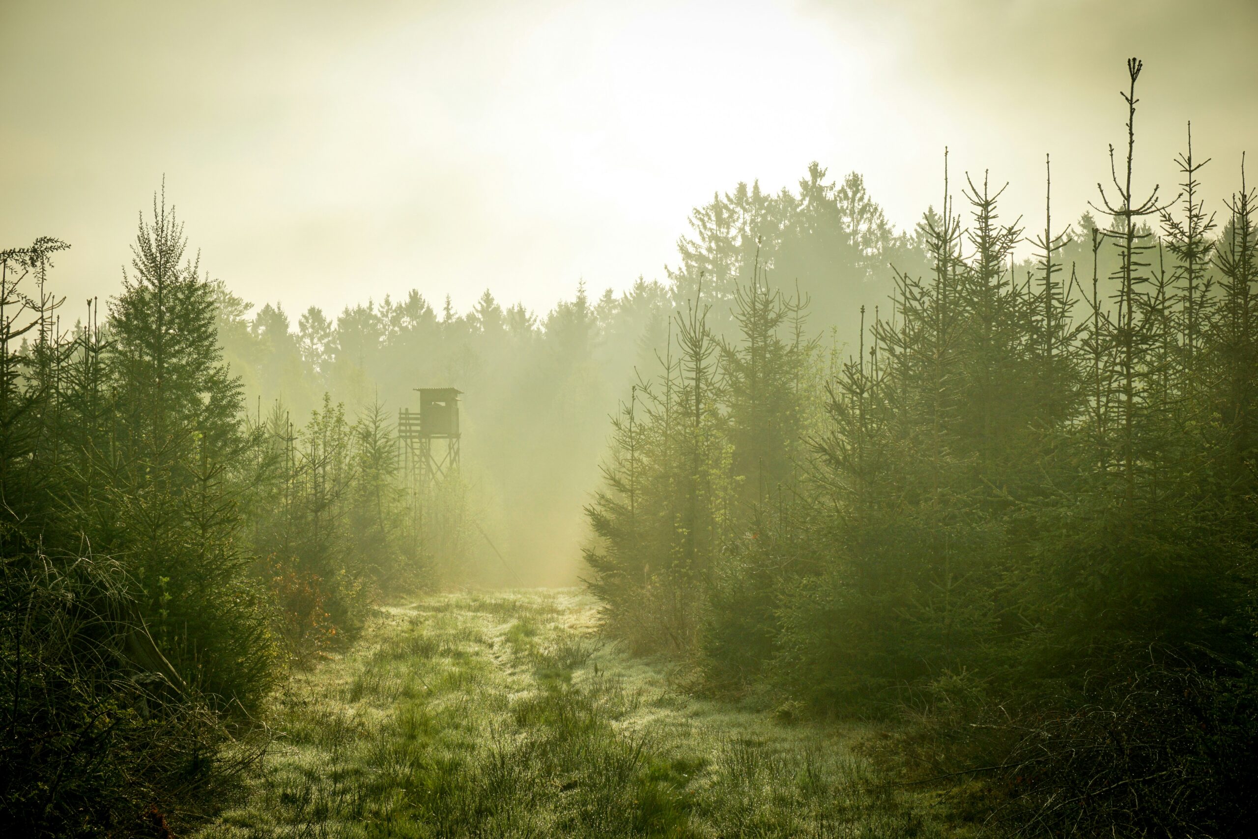 Hochsitz an einer nebligen Waldlichtung